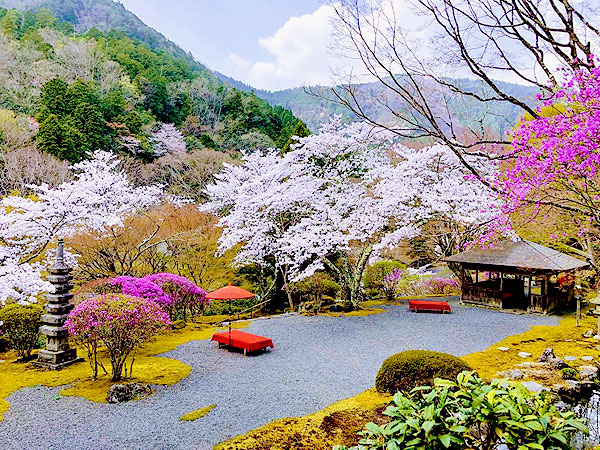 【白龍園】まさに秘境の美しさ、庭園デザイナーと限定公開・桜の白龍園へ～山まるごとを取り込み、20年以上かけて作庭された二ノ瀬の霊域～