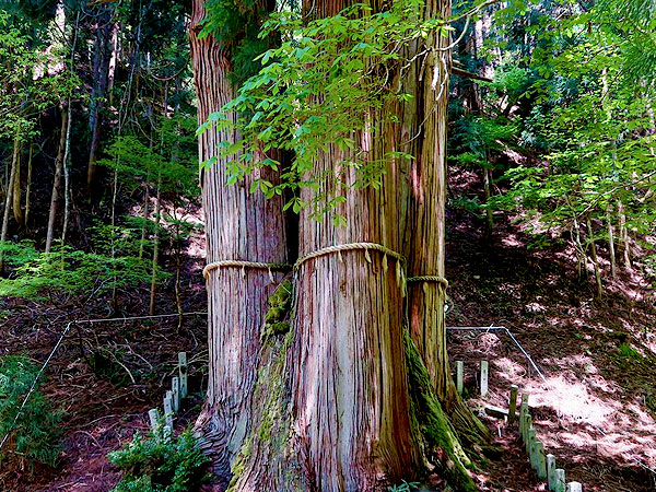 ※中止【花脊】高さ日本一、奇跡の三本杉！桂川源流から最古の懸造・峰定寺へ～圧倒的な大自然！秘境の観音霊場、花脊の山里、樹齢1200年の三本杉まで～
