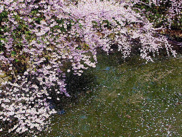※中止【恋ヶ窪】年に二日の特別公開！桜の日立中央研究所、スリバチ学会凹凸ツアー～ロマンスの窪地！？野川源流が生んだ回遊式庭園、古の鎌倉街道と秘密の森へ～