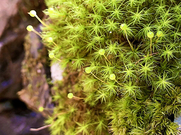 【南禅寺】もふもふ☆愛おしきコケの世界！苔マニア庭師と、もう一つの“苔寺”へ～日本蘚苔類学会が選定！一面のコケ絨毯、不思議な形のウキゴケも～