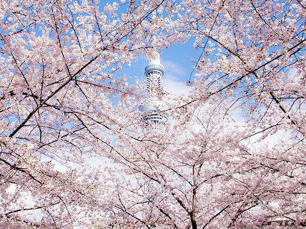 ※中止【向島】庭師といく春らんまんの向島百花園、江戸の下町・植物ウォッチング～水戸徳川家の池泉庭園、花街の路地裏ガーデン、春色の園芸文化を訪ねて～