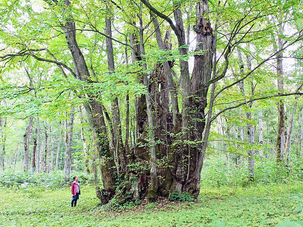 【ライブ配信】オンラインだョ、全員集合！森の案内人と、バーチャル日本の森ツアー～釧路湿原から西表島まで、鳥の眼・虫の眼で“森の国”日本を解き明かす～