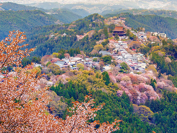 【吉野千本桜】森ガイドといく日本一の桜の名所、吉野山へ～山を染め上げる3万本の桜、下千本から金峯山寺蔵王堂、奥千本まで～