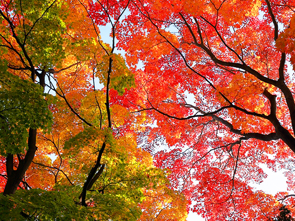 【深大寺】国分寺崖線に抱かれた錦秋の古刹、水源を祀る霊場スリバチツアー！～ハケの湧き水満ちる武蔵野の原風景、谷に囲まれた天然の要塞・深大寺城～