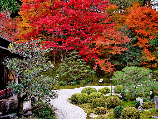 【曼殊院】桂離宮の美学が息づく名刹、宮廷の風雅を詰め込んだ庭園と建築美～白砂の海に青苔きらめく、遠州好みの枯山水、新緑の鷺森神社を越えて～