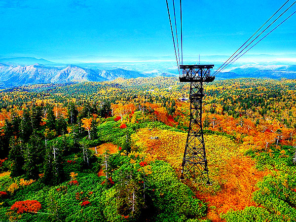 【ライブ配信】オンラインだョ、全員集合！森の案内人と、日本全国バーチャル紅葉狩り～大雪山から沖縄やんばるまで、紅･黄･桃･白…多彩すぎる“森の国”日本を解き明かす～