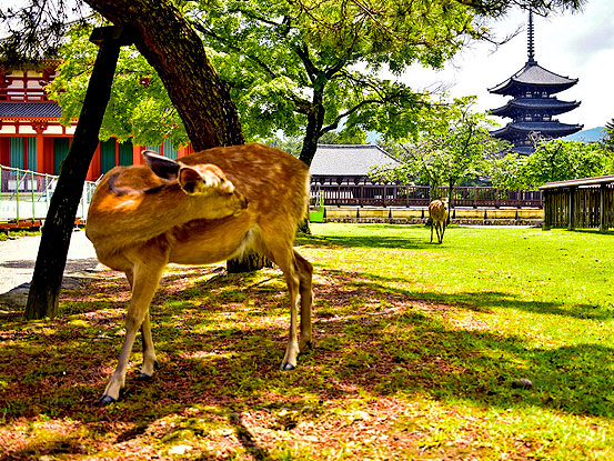 【奈良町】タモリさんを案内したガイドと、“元興寺境内”にできた宗教都市凸凹ツアー～断層！床下に礎石！？商店街を貫く谷、古代遺跡と共存する奈良町めぐり～