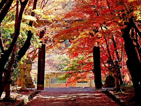 【大原野】美仏たたずむ紅葉の古寺巡礼、深紅の世界に迷いこむ～燃え立つような紅葉のトンネル、超美形の如意輪観音、迫りくる鎌倉仏の宝庫～