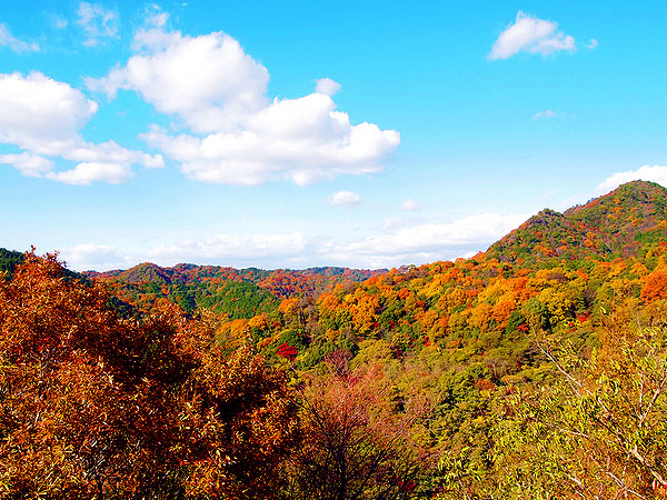 【六甲】森の案内人と秋色トレッキング！六甲変動で生まれた100万年の大自然～港町を望む絶景、奇岩連なるロックガーデン、深い森を越えて有馬温泉まで～