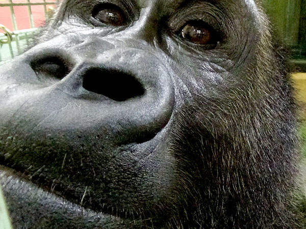 【動物園】大人の動物園探検ツアー☆バックヤード見学付き～ゾウに興奮！ゴリラに感動！飼育員さんと巡る京都市動物園～