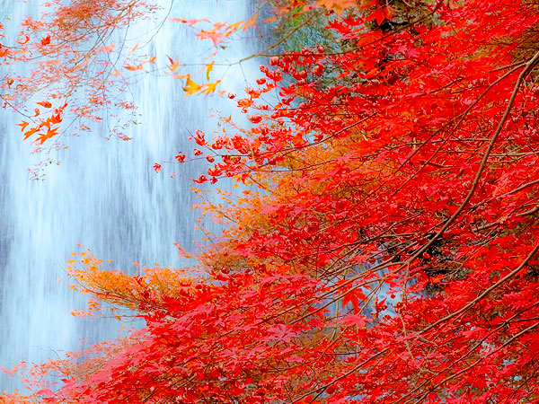 【箕面】森の案内人といく箕面大滝、真っ赤に染まる渓谷の森へ～燃え立つ紅葉と圧巻の名瀑、古刹がたたずむ山岳信仰の聖地～