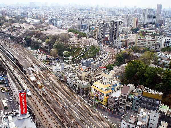 【王子・飛鳥山】境界協会といく！渋沢栄一の軌跡を、境界と地形で解き明かせ～台地を切った「河川争奪」！暴れん坊将軍＆渋沢が生んだ東京新名所へ～