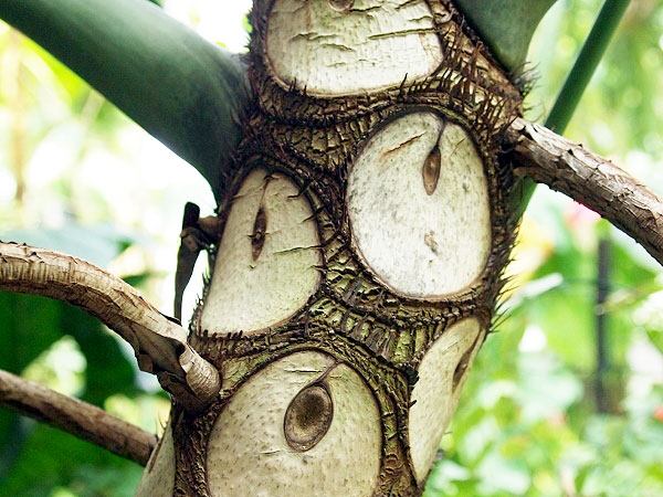 【京都府立植物園】森の案内人と世界植物旅行！珍木巨木の楽園☆偏愛ツアー～ナミブ砂漠の怪植物、バオバブ、バナナ…日本最大級の大観覧温室へ～