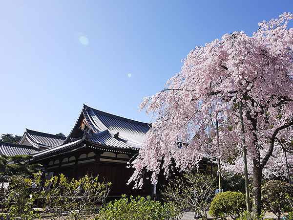 【法金剛院】次から次へと美仏さま！仏像ナビゲーターと、王朝寺院じっくり拝観～眉目秀麗六人衆、とにかく美しい十一面観音、平家物語・浄土の庭園まで～