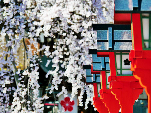 【桜ミステリー・北野編】桜を知り尽くした吉村と、その日一番の桜景色へ！～見ごろ・天気・人出から、ベスト桜をご案内～