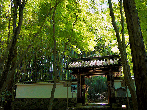 【松尾大社】森の案内人と春色トレッキング！松尾大社から太古の聖域へ～竹の寺と山麓古墳群、重森三玲・巨岩の傑作庭園、神々の深い森をいく～