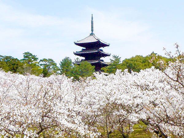 【仁和寺】庭師とLet’sお花見！桜の雲海に包まれる旧御室御所へ～白砂の南庭、池泉式の北庭、京都の桜のフィナーレ御室桜～