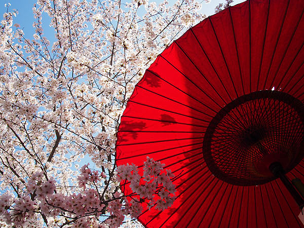 【桜ミステリー・嵐山編】桜を知り尽くした吉村と、その日一番の桜景色へ！～見ごろ・天気・人出から、ベスト桜をご案内～
