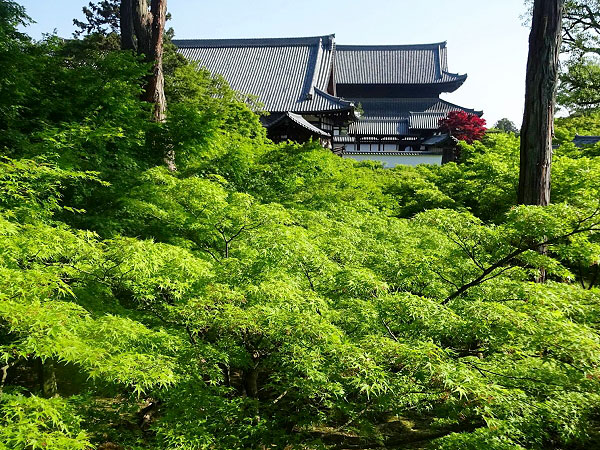 【東福寺】庭師とめぐる東福寺、青もみじの大海を渡る～三浦が贈るマイベスト新緑、相対する池泉式庭園と枯山水～