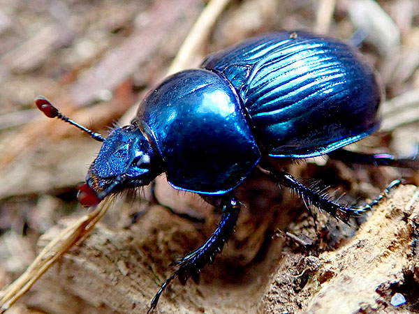 【奈良公園】糞虫館館長と日本一“糞虫の聖地”へ！奈良公園がキレイなのは糞虫のおかげ～日本でここだけサファイアブルー！？園内だけで40種、楽しすぎる糞虫の世界～