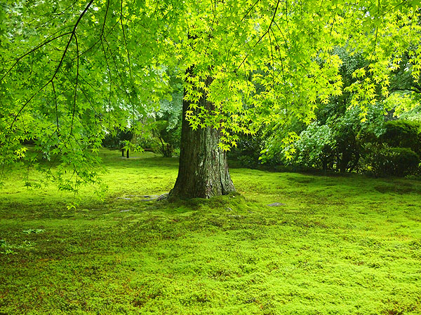 【大原三千院】苔に覆われた“東洋の宝石箱”、金色に輝く国宝三尊を拝観 ～平安時代の阿弥陀堂、山里に眠る悲劇の帝、緑に包まれる山里さんぽ～