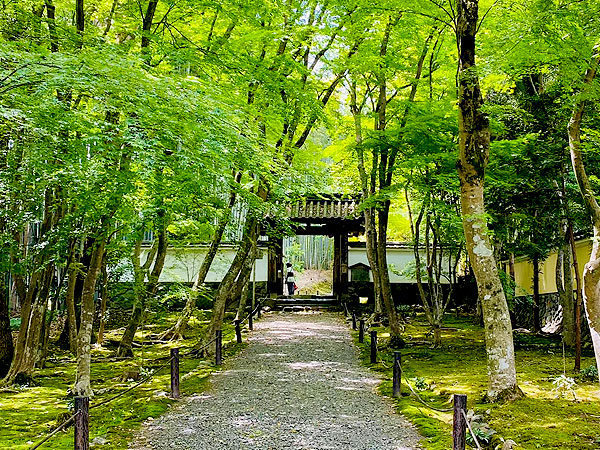 【松尾山】森の案内人と春色トレッキング！松尾大社から太古の聖域へ～竹の寺と山麓古墳群、重森三玲・巨岩の傑作庭園、神々の深い森をいく～