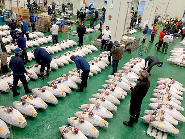 【豊洲市場】料理人＆魚河岸三代目といく、世界最大の魚市場・徹底潜入ツアー～日本の食の舞台裏！マグロセリ場から仲卸の現場まで～