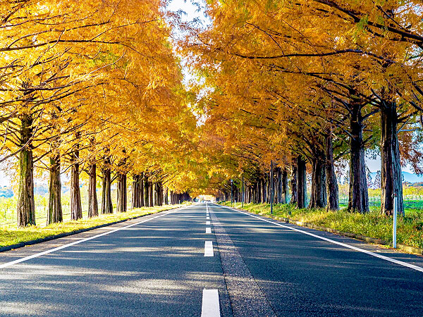 【マキノ高原】秋色メタセコイア並木の絶景へ！森の案内人といく奥琵琶湖～80万年前に絶滅“生きた化石”！？北国街道から果樹園、深き森の山神社まで～