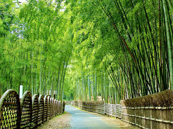 【洛西】吉村のベスト竹林！若竹鮮やかな「竹の春」竹の回遊式庭園へ～世界でも珍しい竹専門の公園、旧二条城の石仏群、物集女城跡まで～