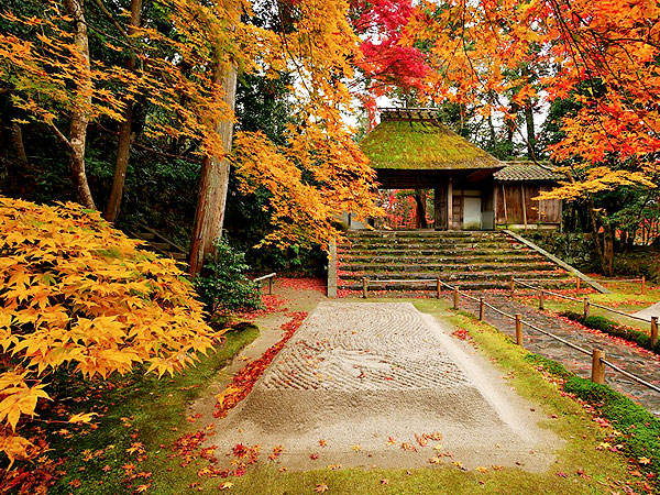 【哲学の道】紅葉きらめく散歩道、森の案内人と哲学の道へ～法然院から熊野若王子神社まで、古刹をつなぐ疏水べりの小径～