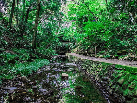 【等々力渓谷】林学博士とめぐる都心の秘境、東京唯一の自然渓谷へ～深緑に包まれる神々の聖地、古墳と湧水と太古の植生～