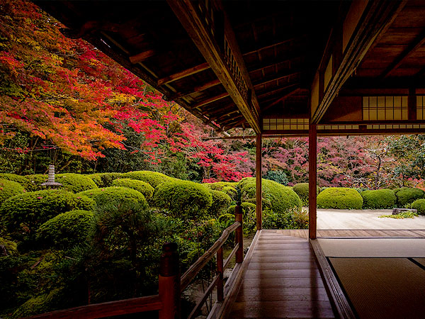 【詩仙堂】庭師といく山麓の名刹、紅葉の枯山水庭園めぐり～文人趣味の詩仙堂、俳句の聖地・金福寺、雲海に龍躍る圓光寺～