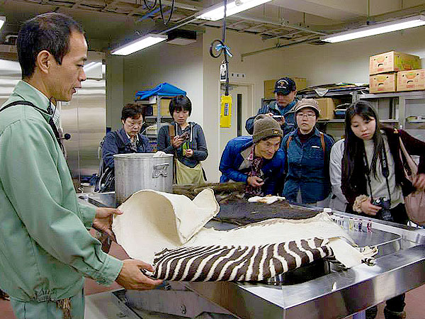 【動物園】獣医さんといく、大人の動物園探検ツアー☆バックヤード見学付き～アジアゾウからニシゴリラ、ジャガー、動物たちの診療室へ～