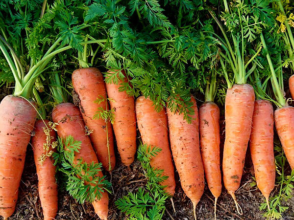 【岸和田】糖度12、衝撃の甘さ！ニンジン界の革命児と、採れたて焼き人参を堪能せよ～大阪が誇る極甘人参「彩誉」！収穫体験＆絶品生搾りジュース、お土産付き～