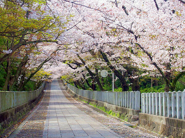 【長岡宮】70年前に発見された幻の都！桓武天皇の巨大プロジェクトを追う～都のど真ん中に“長い岡”！？国内最古級の前方後方墳、向日神社まで～