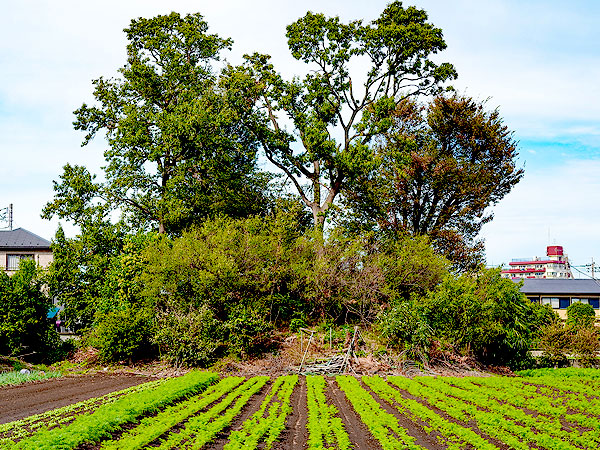 【狛江】東京に古墳の町が！古墳に登って大コーフン、太古の石室を間近で拝見～畑に公園、マンションの中庭にも！？古墳が密集する「狛江百塚」めぐり～