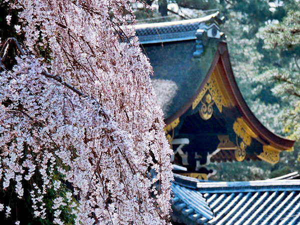 【京都御苑】桜に華やぐ京都御苑さんぽ、庭師と公家町にできた巨樹の森へ～近衛家の糸桜から紅白の桃林、九条家の梅、天皇の御車返し桜まで～