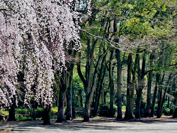 【下鴨神社】森の案内人と訪ねる奇跡の原生林、春爛漫の糺の森へ～太古より続く聖域、川が織り成す森と信仰の関わり～