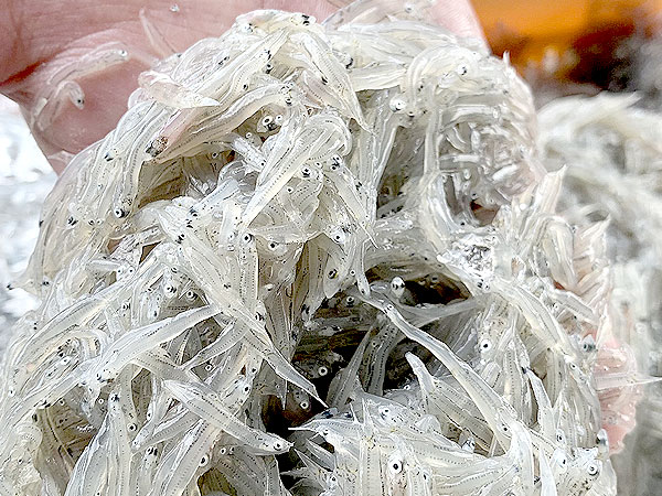 【岸和田漁港】名物漁師と漁港探検！“海の宝石”絶品シラス丼と海鮮BBQに舌鼓～大阪一の漁獲高！選別場から漁港マルシェまで、チリメンモンスターを探せ～