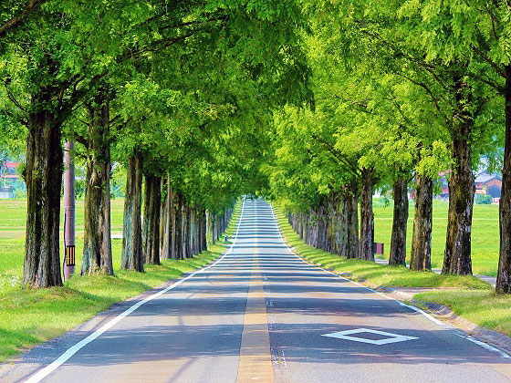 【マキノ高原】新緑メタセコイア並木の絶景へ！森の案内人といく奥琵琶湖～80万年前に絶滅“生きた化石”！？北国街道から果樹園、深き森の山神社まで～