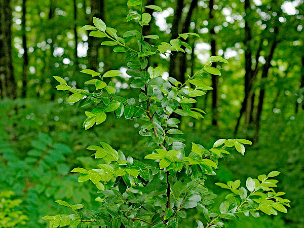 【世田谷の森】林学博士と神々の杜へ！八幡宮から松陰神社まで、植物ウォッチング～高級住宅街に潜む縄文の森！？世界に比類なき“木の信仰”を解き明かす～