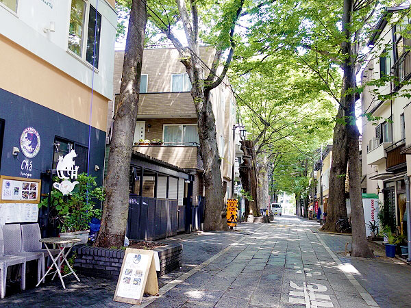 【池袋】古道研究家と、副都心に潜む古道を攻めろ！都会の狭間のレトロな街へ～「高田馬場」はどこ！？樹齢400年の巨樹連なる参道、中世の鎌倉街道をいく～