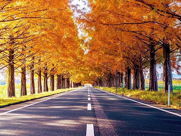 【マキノ高原】秋色メタセコイア並木の絶景へ！森の案内人といく奥琵琶湖～80万年前に絶滅“生きた化石”！？北国街道から果樹園、深き森の山神社まで～