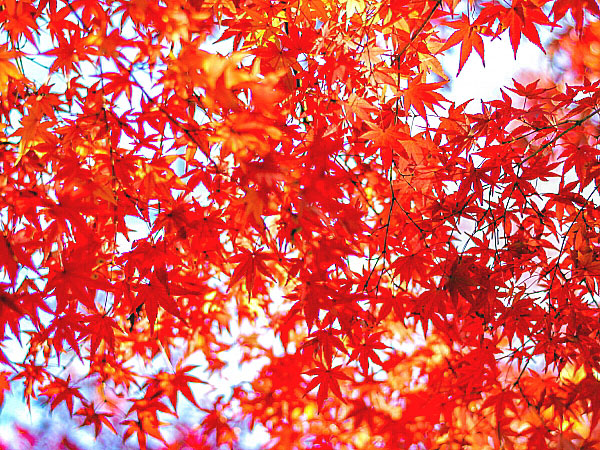 【牧野富太郎】植物愛が止まらない！林学博士と「植物の愛人」旧邸＆庭園めぐり～秋らんまん、全国のオモシロ植物が大集合！天才植物学者の波乱万丈ものがたり～