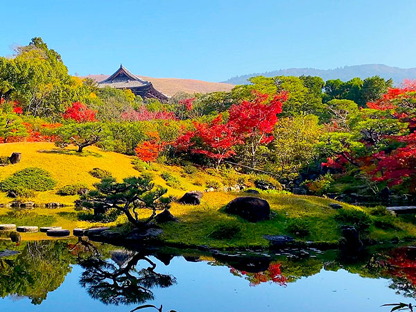 【奈良公園】庭師といく至高の名庭・依水園、興福寺から春日大社、東大寺へ～世界遺産を借景に取り入れる圧巻のスケール！シカが遊ぶ巨樹の森まで～
