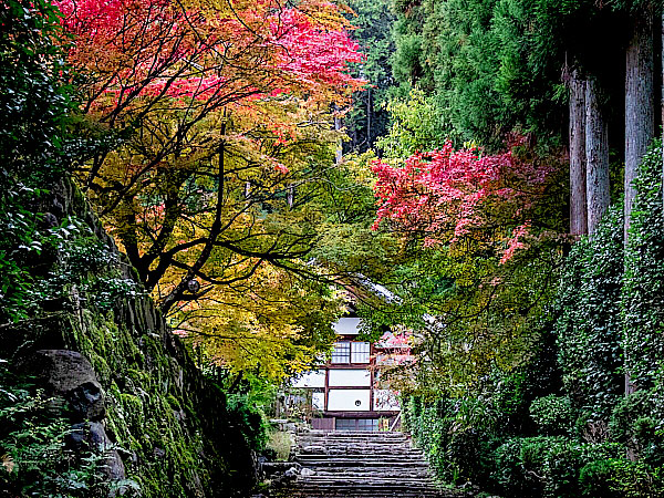 【西賀茂】紅葉の洛北・名刹めぐり、比叡山を望む借景庭園へ～吉村のベストビュー！神光院から正伝寺、大将軍神社まで～