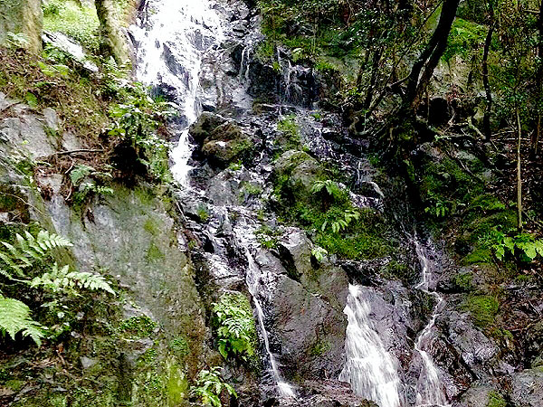 【鹿ヶ谷】春色に染まる楼門の滝へ！幻の山林寺院から桜包む哲学の道まで～Let’s里山ハイキング☆草花が、野鳥たちが春を謳歌する渓谷の森～