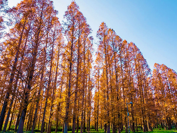 【大阪公立大学植物園】秋色メタセコイアの聖地！森の案内人と大阪最大の植物園へ～復活した2,000万年前の森！4つの尾根に3つの谷、壮大すぎる植物の楽園をいく～