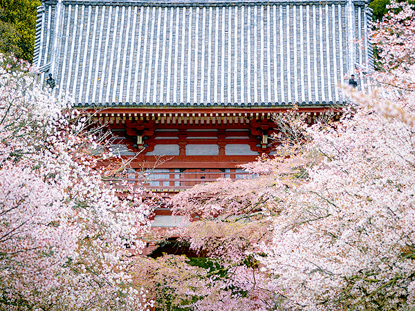 【醍醐寺】山全体に80もの堂宇が立ち並ぶ！森の案内人と桜の総本山醍醐寺へ～日本一美しい五重塔、絢爛豪華な覇者の庭、山上の国宝建築群まで～