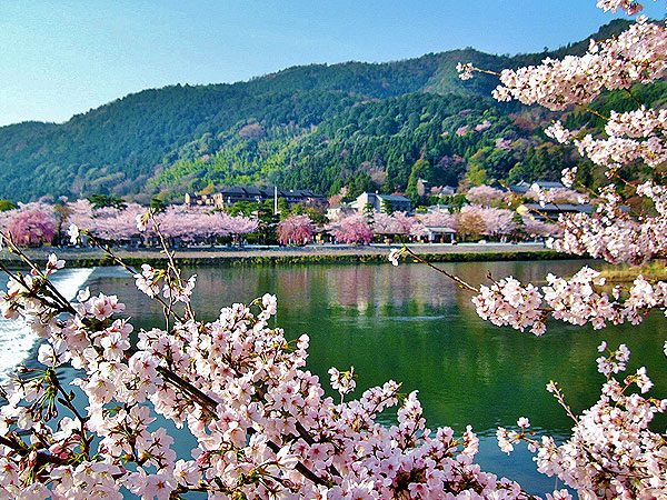 【桜ミステリー・嵐山編】桜を知り尽くした吉村と、その日一番の桜景色へ！～見ごろ・天気・人出から、ベスト桜をご案内～